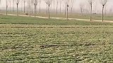 疯狂撞击小黑狂奔草地，小白嗷嗷叫