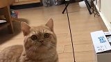 猫猫绝望，这是让我赏月呢，还是让我玩球呢！