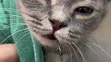 猫咪被鱼钩钩住嘴巴，满脸都是痛苦的表情