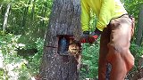 男子用千斤顶砍树，真能顶断一棵树？这砍树方式你见过吗？