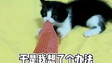 防止猫咪咬脚脚，学会这一招就够了。