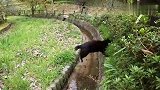 公园内发现一只胖黑猫，你瞧，这尾巴都肥成了腿样！