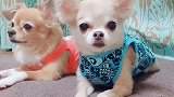 发现两只小可爱
