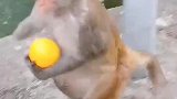 猴子偷了一个橘子赶紧跑