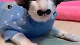 猫：长成这样儿我也没办法啊，怪我干嘛啊！
