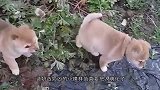 吉娃娃对战斗牛犬，以为结局毫无悬念，结果吉娃娃更凶