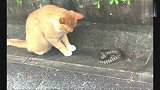猫：你对速度一无所知、蛇：我我我