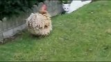 宠物搞笑视频，猫咪，母鸡大战