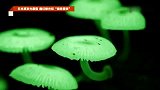 旅游-150112-日本现发光蘑菇 魔幻绿光似“森林精灵