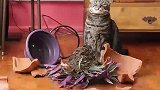 猫咪打坏花盆，它没有认错，还露出这样的表情