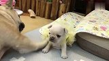 这孩子肯定不是亲生的下手这么狠，小狗狗被打的一脸懵逼