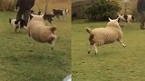 萌翻了！从小和狗子一起长大的绵羊 连走路姿势都被同化了