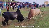 大黄牛被拉到斗牛场，面对强壮的大黑牛，黄牛只能上来就放大招