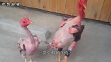 极品“无毛鸡”，浑身没有一丝鸡毛，下蛋量是普通鸡的2倍！
