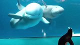 水族馆里的企鹅出来闲逛参观白鲸，白鲸：这是个啥，好吃吗