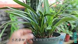 大神给兰花“分株”时，都保留合适的小芽，年年能开花还能繁殖
