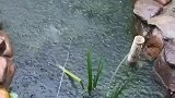 琴瑟弦,琵琶语,高山流水觅知音,共谱一曲相思引。