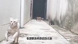 两只从小一起长大的猫咪，同时翻墙且动作同步，这该死的默契！