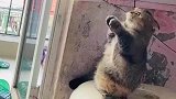 猫咪再不铲粑粑我要拉在外面了
