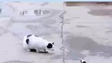 燕子智斗傻猫成功脱困，大意了大意了