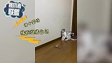 猫咪自己也会玩“逗猫棒”，沉迷其中无法自拔