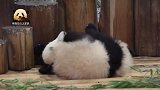 熊猫宝宝樱浜实力不敌妹妹，为了掩饰尴尬，用双手捂住眼睛