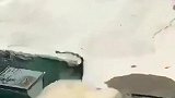 北极熊这波操作，真是令人搞笑，看来它的智商并不高！