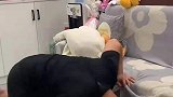 金毛的玩具掉沙发下面，铲屎官帮它去拿