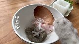 猫和虾的决斗，一切都被猫安排的妥妥当当 #会做饭的猫  #美食