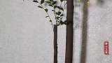 新手玩盆景，双杆式造型如何定枝塑形？