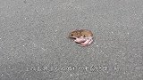 男子在马路上发现一只老鼠，想去踹它一脚，走近后又于心不忍了