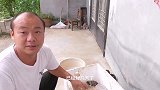 小猫咪免费送，一共有六个，超萌超萌的