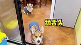 柯基：吃饭也要追求仪式感