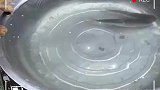 鸡和猫抢鱼吃，鸡惨败