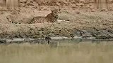 猎豹趴在水边休息没想到遭遇野猪围攻而亡