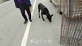 狗市：恶犬黑狼最后当肉卖，十块钱一斤，铁夹子装进狗肉笼