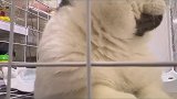 谁会拒绝这么可爱的小猫咪