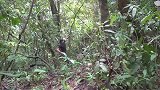 丛林生存：狩猎一只小野猪，把它圈养起来！