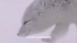 动物：实拍北极熊捕猎3吨重海象，饥饿已经让它丧失理智