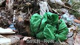 狗狗被打包扔在垃圾堆，眼神绝望奄奄一息，被解救后依旧生无可恋