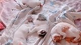 猫：昨晚我们聚会，睡的太晚了！