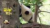 熊猫贝贝吃了不少好吃的，在草坡上打滚儿表达内心的喜悦，好萌呀