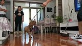 三岁泰迪豆豆，之前丢过一次，找回来以后性格变的既强势又敏感！