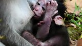 刚出生就有很多刚出生的猴子！最美新生猴宝宝