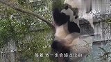 两只熊猫团子比赛爬树，到底谁能赢呢？接下来忍住别笑
