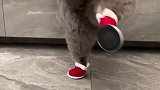 猫咪的迷惑行为，当猫咪第一次穿鞋