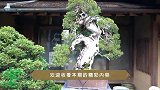 实在令人惊叹！价值百万的盆景园，不可错过的视觉盛宴，流连忘返