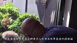 猫头鹰给主人送信，却死活不松口，原来是要对暗号啊