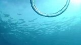 海豚吐圈形成空气漩涡，涡环会将气卷进去旋转
