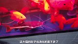 非洲鲶鱼VS鲨鱼亲表弟，鲨鱼也没想象中厉害，瞬间被一口吞掉